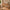 Sif snedker skrivebord med skrivebordshylde i massivt FSC bøgetræ – naturolie B55 x H94 x L126