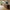 Idun TV-bord bred i massiv egetræ – tabacco – billede 1