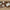 Mane sofabord rundt i massiv egetræ – tabacco – billede 17