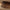 Idun TV-bord bred i massiv egetræ – tabacco – billede 32